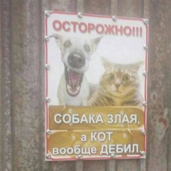 Картинки собака друг человека а кот вообще брат